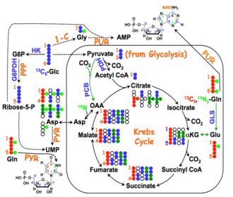 13C15NGln mononucleotides service example.png