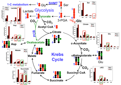 13CGlc krebs glycolysis service example.png